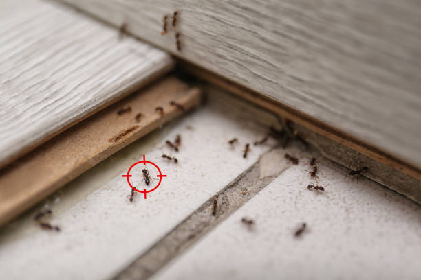 Best Pest Inspection Near Me  in Fredericksburg, IA